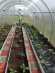 Агротекстиль Agrojutex 100г/м2 - 1x50м